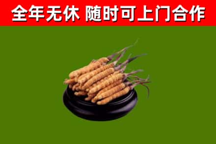 双牌县回收冬虫夏草